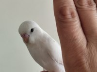Yeni yeme düşen albino yavru muhabbet kuşu