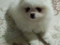 Pomeranian yavrumuuz