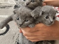 Güzeller güzeli yavrularımız scottish fold