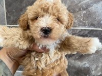 Orjinal minyatür toy poodle 