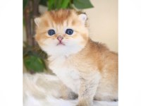Muhteşem Golden British Shorthair Yavruları