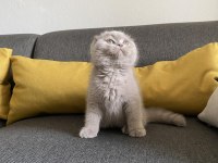 Lilac Scottish fold cinsi yavrumuza aile arıyoruz