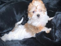 Show kaite Exotic yorkshire terrier yavrularımız