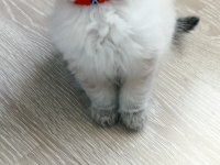 British longhair ve shorthair ırk garantili yavrular