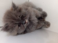 British Longhair Lilak Anne Scottish Baba Çikolata