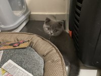 2 buçuk aylık miniklerim scottish fold