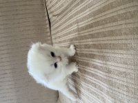 Scottish fold yavrular