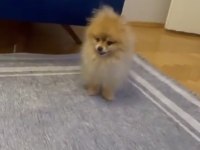 Erkek Eğitimli Pomeranian Boo