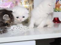 Rezerveye hazır güzel scottish fold yavrularım