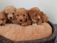 MALTİPOO YAVRU