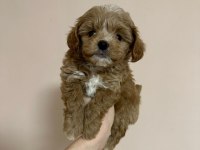 EVİNİZE NEŞE KATACAK MALTİPOO YAVRULARI