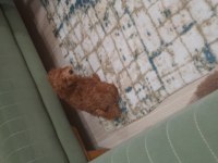Maltipoo köpeğimi veriyorum daha yeni aldık