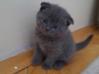 Yavru kedi tatlı scottish fold