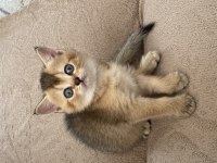 Son kalan safkan british shorthair bebekler