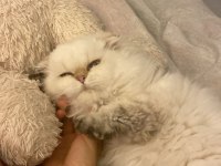 British Longhair 8 Aylık Dişi