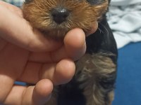 Yorkshire terrier bebeklerimiz sahiplendirilecektir