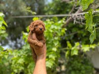 Dişi ve erkek poodle bebeklerimiz