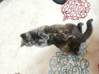 British shorthair Miya kedimize ev arıyoruz