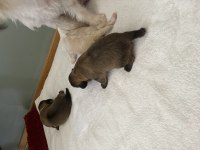 Emzikten kesilince gönderim yapılacak köpekler
