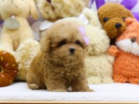GULEN BEBEK YUZ MALTİPOO BEBEKLERİM