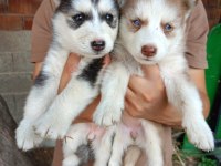 Orjinal husky