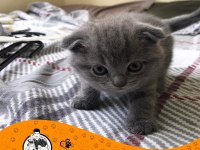Blue Scottish Fold Yavrularımız