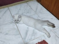Scottish fold blue point