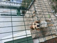 Köpeğimiz Barbiyi Sahiplendiriyoruz