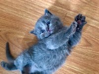 Scottish ve british shorthair yavrular yuvalarını bekliyor