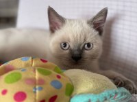 ACİL YAVRU KEDİLERİN İLANI