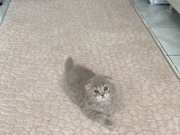 Minik yavrular