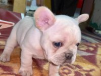 Üst Düzey Kalite flufy karier french bulldog bebekler