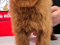 Red-Apricot Poodle Yavrular