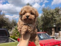 KORE MALTİPOO BEBEKLER