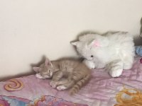 Kedi karamel