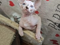 Sphynx (sfenks) 2.5 aylık