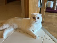 Scottish Fold Kedimizi Sahiplendirmek İstiyoruz