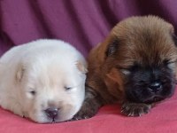 Fawn nadir renk Chow Chow