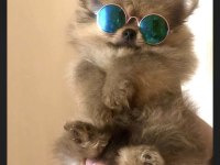 A kalite pomeranian boo yavrularımız (boş geçmeyin)
