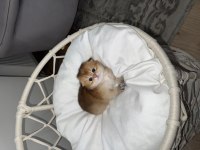 Golden Minik British Shorthair Bebeğim