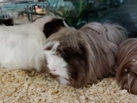 Yavru ve Damızlık Guinea Pig