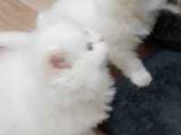50 günlük British Longhair erkek ve dişi yavrular