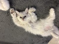 3 aylık dişi british longhair yavrumuza yuva arıyoruz