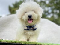 Safkan maltese terrier