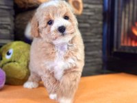 HİPOALERJANİK TOY POODLE BEBEKLERİM
