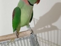 Erkek Alexander Papağanı