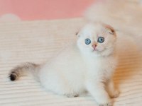 Yılbaşı Hediyeniz Silver Scottish Fold 