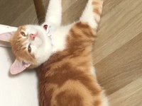 Kedi Yavrusu