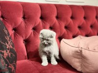 Scottish fold yavru kedilerimiz
