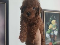 Toy poodle köpeği yavrularımız